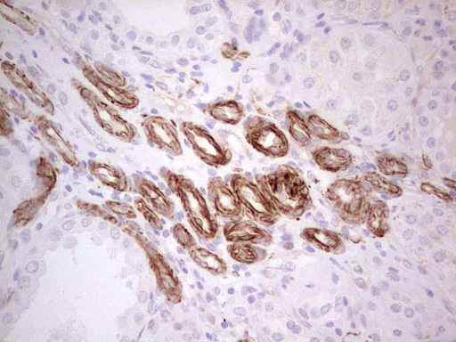 IHC of paraffin-embedded Human Kidney tissue using anti-SYNM mouse monoclonal antibody. (Heat-induced epitope retrieval by 1 mM EDTA in 10mM Tris, pH8.5, 120°C for 3min).