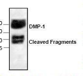 Western blot of DMP1 antibody LS-B11226.
