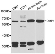 Western blot analysis of extracts of various cell lines, using DMP1 antibody.