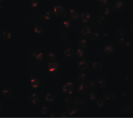 Immunofluorescence of CLEC2A in K562 cells with CLEC2A antibody at 20 ug/ml.