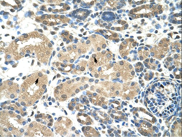 DMRT2 antibody LS-C31696 was used in IHC to stain formalin-fixed, paraffin-embedded human kidney.