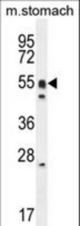 DMRTA1 Antibody western blot of mouse stomach cell line lysates (35 ug/lane). The DMRTA1 antibody detected the DMRTA1 protein (arrow).