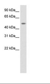 NIH 3T3 Cell Lysate