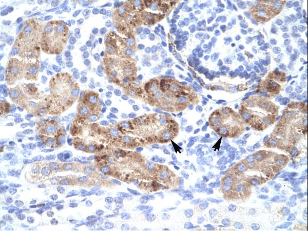 DMRTA2 antibody LS-C29826 was used in IHC to stain formalin-fixed, paraffin-embedded human kidney.
