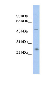 DMRT3 antibody LS-C115967 Western blot of PANC1 cell lysate.