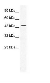 HepG2 Cell Lysate