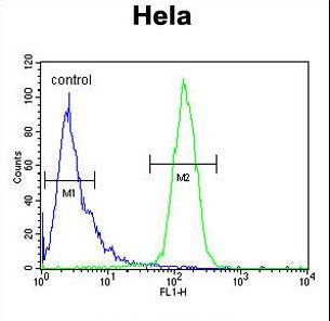 CLEC2B Antibody flow cytometry of HeLa cells (right histogram) compared to a negative control cell (left histogram). FITC-conjugated goat-anti-rabbit secondary antibodies were used for the analysis.
