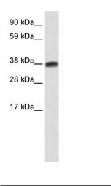 Testis Lysate