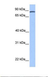 Transfected 293T cell lysate. Antibody concentration: 1.0 ug/ml. Gel concentration: 12%.