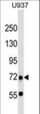 DMTF1 Antibody western blot of U937 cell line lysates (35 ug/lane). The DMTF1 antibody detected the DMTF1 protein (arrow).