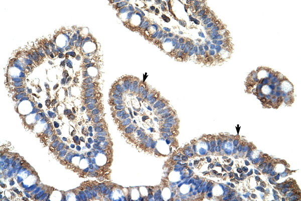 DMTF1 antibody LS-C30457 IHC of formalin-fixed, paraffin-embedded human Intestine. Positive label: Epithelial cells of intestinal villus indicated with arrows. Antibody concentration 4-8 ug/ml. Magnification 400X.