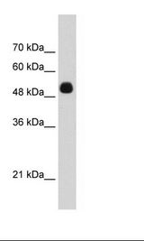 HepG2 Cell Lysate