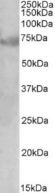 DMTF1 antibody (1 ug/ml) staining of Human Lung lysate (35 ug protein in RIPA buffer). Primary incubation was 1 hour. Detected by chemiluminescence.