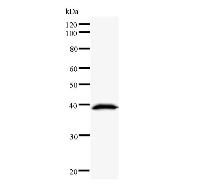 Western blot analysis of immunized recombinant protein, using anti-DMTF1 monoclonal antibody.