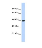 Western blot of Human HeLa. DMTN antibody dilution 1.0 ug/ml.