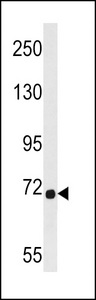 DMWD Antibody western blot of 293 cell line lysates (35 ug/lane). The DMWD antibody detected the DMWD protein (arrow).