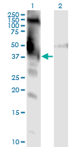 Western Blot analysis of DMWD expression in transfected 293T cell line by DMWD monoclonal antibody (M01), clone 3F5.Lane 1: DMWD transfected lysate (Predicted MW: 34.7 KDa).Lane 2: Non-transfected lysate.