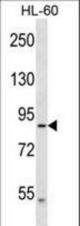 DNAH2 Antibody western blot of HL-60 cell line lysates (35 ug/lane). The DNAH2 antibody detected the DNAH2 protein (arrow).