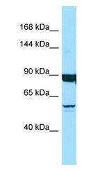 DNAH9 antibody Western Blot of Placenta.