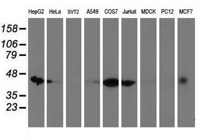 Western blot of extracts (35 ug) from 9 different cell lines by using anti-DNAJA2 monoclonal antibody (HepG2: human; HeLa: human; SVT2: mouse; A549: human; COS7: monkey; Jurkat: human; MDCK: canine; PC12: rat; MCF7: human).