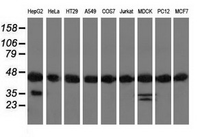 Western blot of extracts (35 ug) from 9 different cell lines by using anti-DNAJA2 monoclonal antibody.