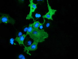 Anti-DNAJA2 mouse monoclonal antibody immunofluorescent staining of COS7 cells transiently transfected by pCMV6-ENTRY DNAJA2.