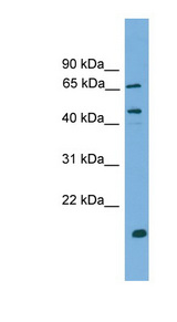 DNAJA2 antibody LS-C116446 Western blot of PANC1 cell lysate.