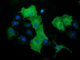 Anti-DNAJA2 mouse monoclonal antibody immunofluorescent staining of COS7 cells transiently transfected by pCMV6-ENTRY DNAJA2.
