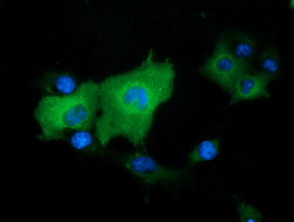 Anti-DNAJA2 mouse monoclonal antibody immunofluorescent staining of COS7 cells transiently transfected by pCMV6-ENTRY DNAJA2.