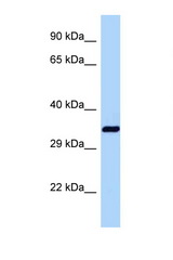 DNAJB1 / Hsp40 antibody LS-C146350 Western blot of Mouse Liver lysate. Antibody concentration 1 ug/ml.