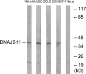 Western blot of extracts from HeLa/HUVEC/COLO/MCF-7 cells, using DNAJB11 Antibody. The lane on the right is treated with the synthesized peptide.