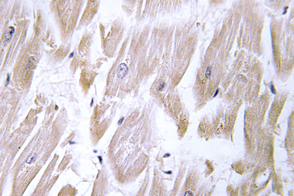 IHC of ERdj3 (K66) pAb in paraffin-embedded human heart tissue.