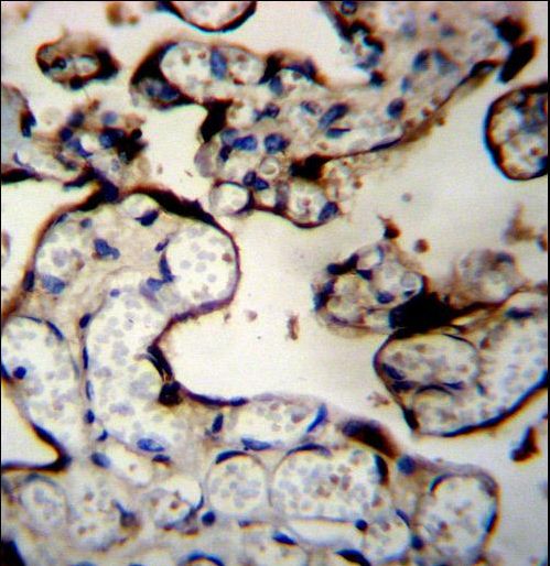 DNAJB11 Antibody immunohistochemistry of formalin-fixed and paraffin-embedded human placenta tissue followed by peroxidase-conjugated secondary antibody and DAB staining.