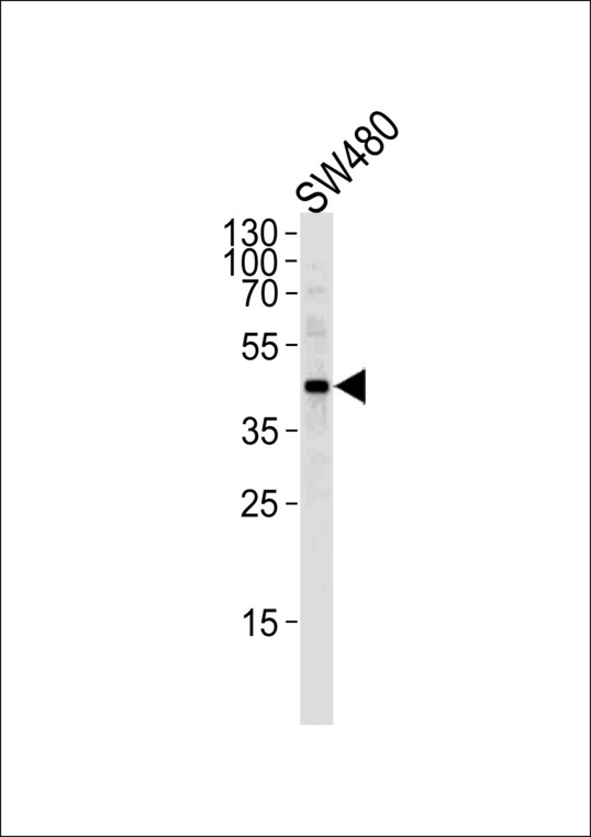Western blot of lysate from SW480 cell line,using DNAJB11 Antibody. Antibody was diluted at 1:1000 at each lane. A goat anti-rabbit IgG H&L (HRP) at 1:5000 dilution was used as the secondary antibody.Lysate at 35ug per lane.