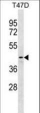 DNAJB12 Antibody western blot of T47D cell line lysates (35 ug/lane). The DNAJB12 antibody detected the DNAJB12 protein (arrow).