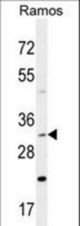 DNAJB13 Antibody western blot of Ramos cell line lysates (35 ug/lane). The DNAJB13 antibody detected the DNAJB13 protein (arrow).