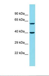Western blot of 721_B. DNAJB14 antibody dilution 1.0 ug/ml.