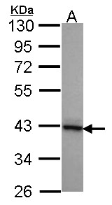 Sample (30 ug of whole cell lysate). A: A431 . 10% SDS PAGE. DNAJB2 antibody. DNAJB2 antibody diluted at 1:1000.