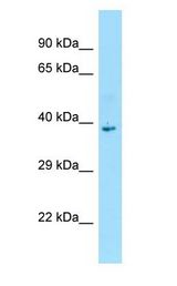 DNAJB7 antibody Western Blot of Fetal Bladder.