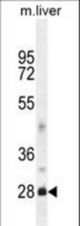 DNAJB8 Antibody western blot of mouse liver tissue lysates (35 ug/lane). The DNAJB8 antibody detected the DNAJB8 protein (arrow).