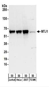 Detection of Human and Mouse MTJ1 by Western Blot. Samples: Whole cell lysate (50 ug) from Jurkat, HeLa, 293T, and mouse TCMK-1 cells. Antibodies: Affinity purified rabbit anti-MTJ1 antibody used for WB at 0.1 ug/ml. Detection: Chemiluminescence with an exposure time of 30 seconds.