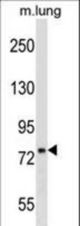 DNAJC10 Antibody western blot of mouse lung tissue lysates (35 ug/lane). The DNAJC10 antibody detected the DNAJC10 protein (arrow).