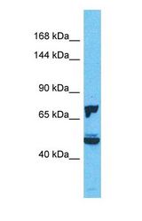 Western blot of DNAJC10 Antibody with human 293T Whole Cell lysate.