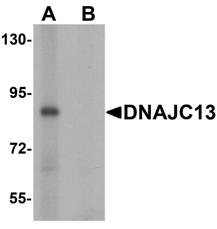 Western blot analysis of DNAJC13 in rat heart tissue lysate with DNAJC13 antibody at 1 ug/ml in (A) the absence and (B) the presence of blocking peptide.