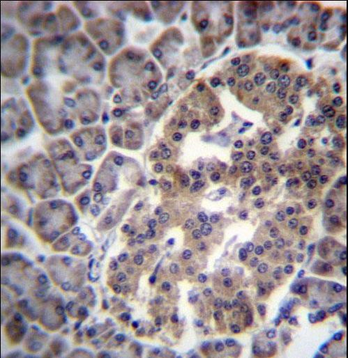 DNAJC14 Antibody immunohistochemistry of formalin-fixed and paraffin-embedded human pancreas tissue followed by peroxidase-conjugated secondary antibody and DAB staining.
