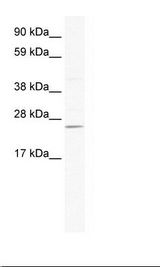 SP2/0 Cell Lysate
