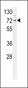 Western blot of DNAJC2 Antibody in mouse Neuro-2a cell line lysates (35 ug/lane). DNAJC2 (arrow) was detected using the purified antibody.