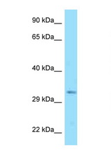 DNAJC25 antibody LS-C146334 Western blot of Mouse Thymus lysate. Antibody concentration 1 ug/ml.