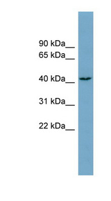 DNAJC25 antibody LS-C110975 Western blot of COLO205 cell lysate.