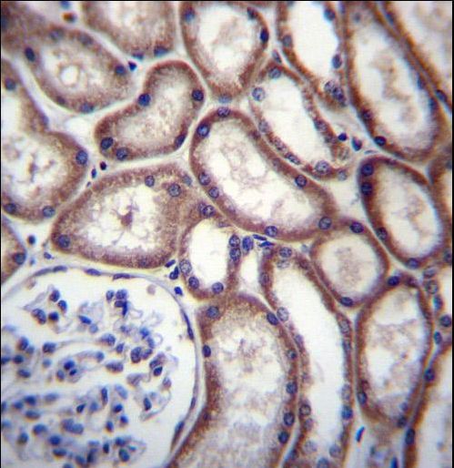 DNAJC27 Antibody immunohistochemistry of formalin-fixed and paraffin-embedded human kidney tissue followed by peroxidase-conjugated secondary antibody and DAB staining.